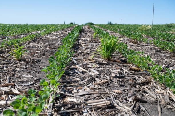 الزراعة بدون حرث